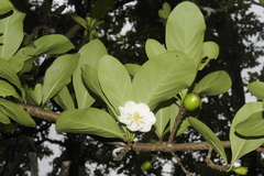 Randia uliginosa